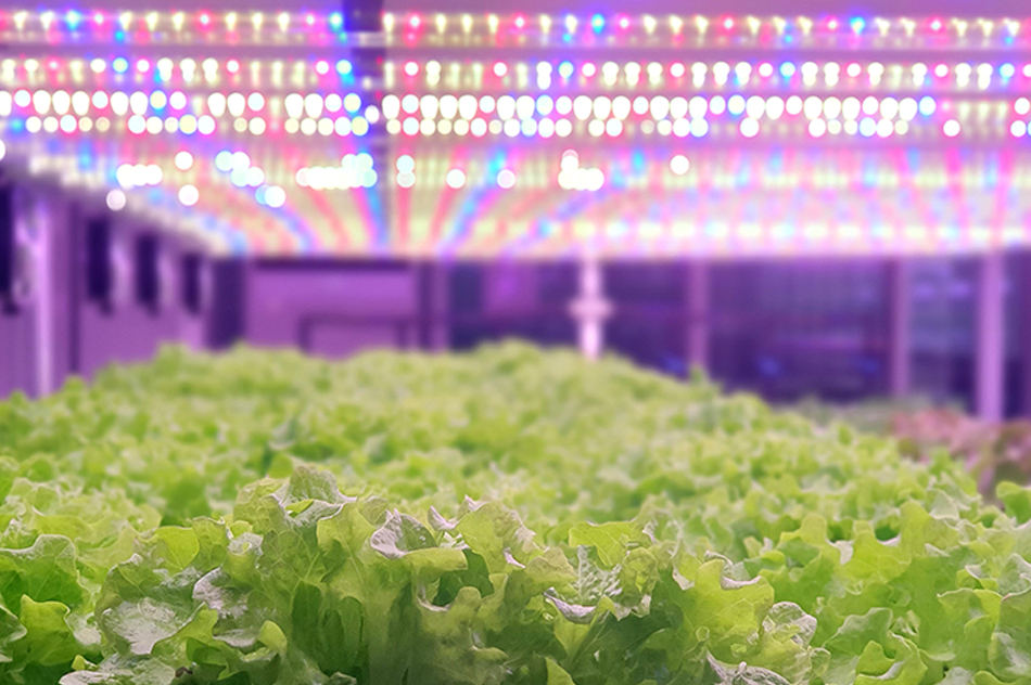 植物育成