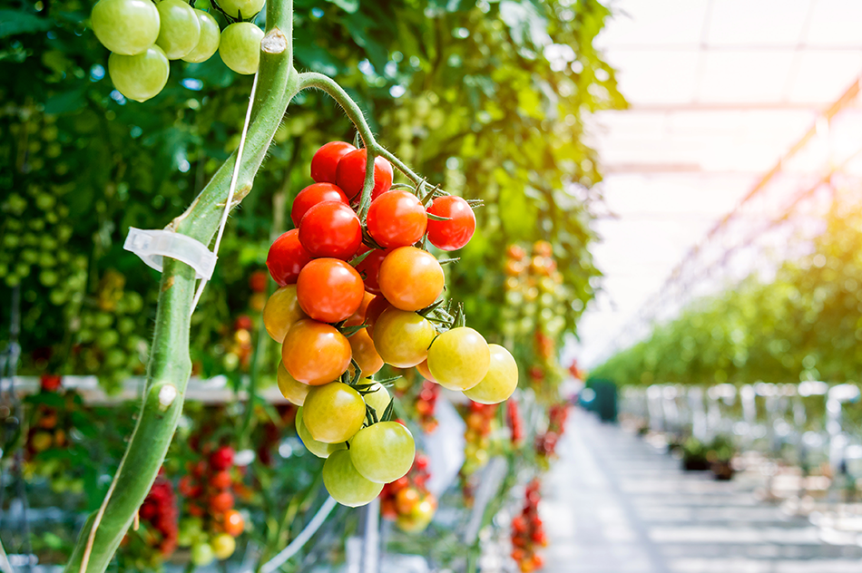 Solar-based Greenhouse