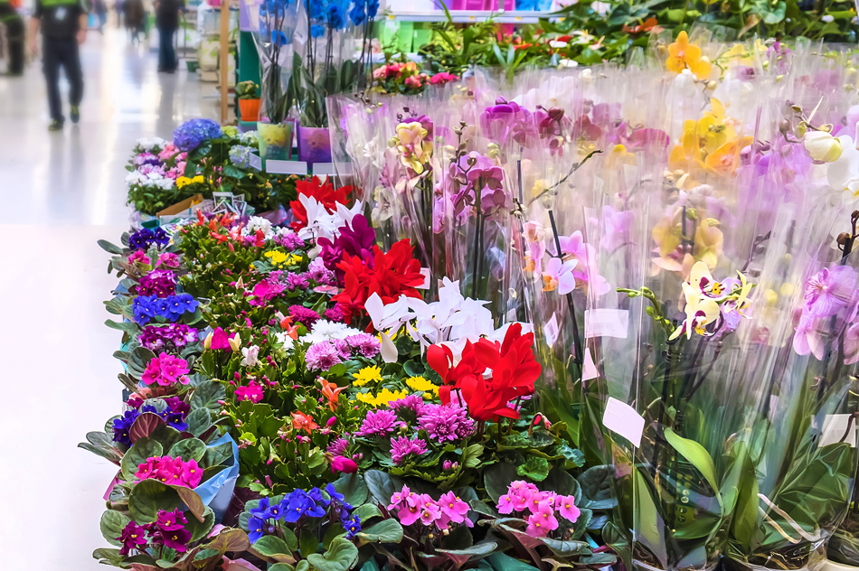 Garden Center