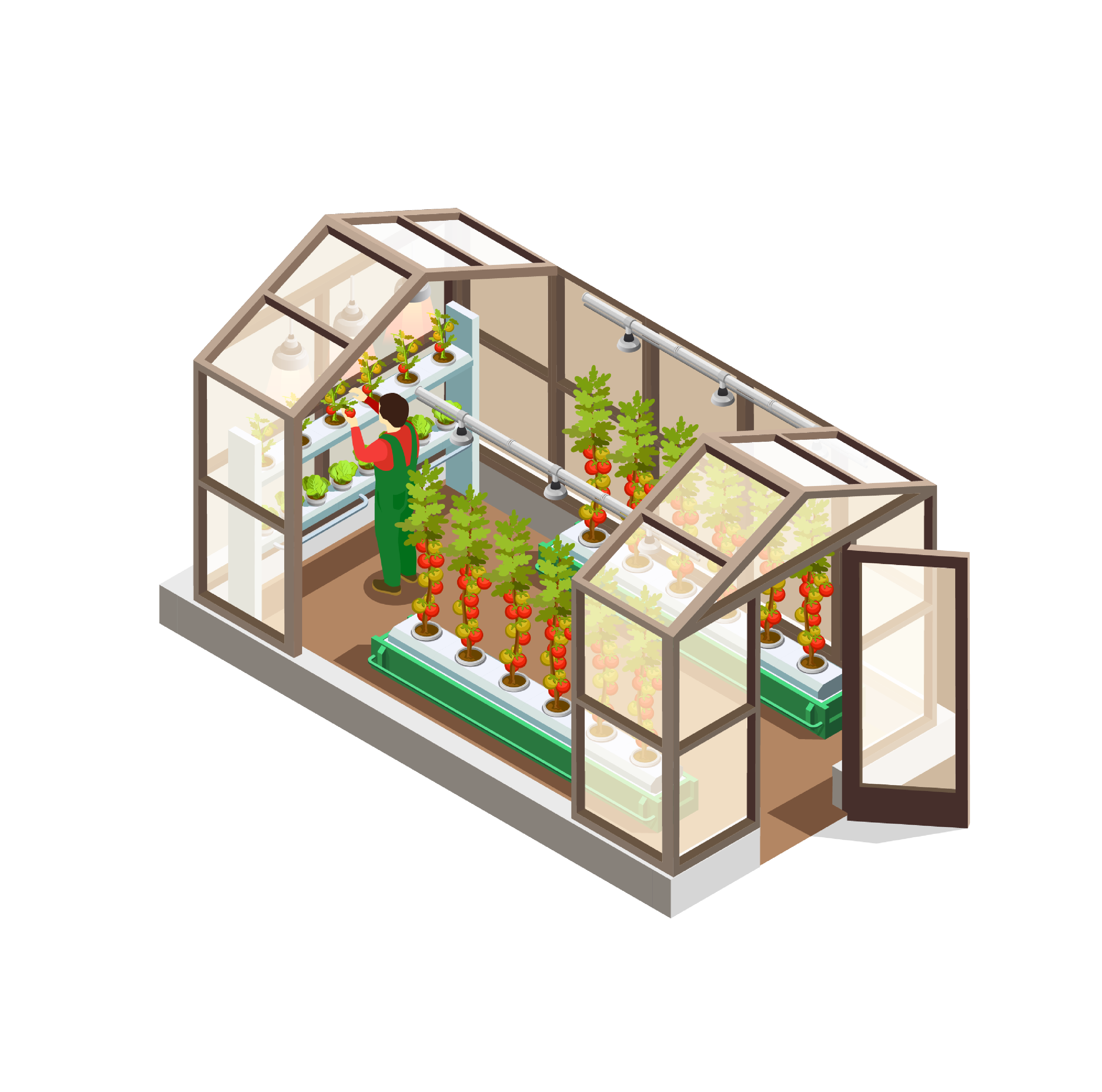 Plant Growth